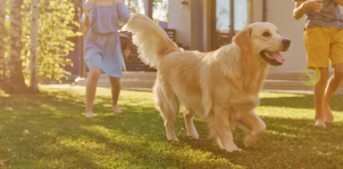 Continental Kennel Club